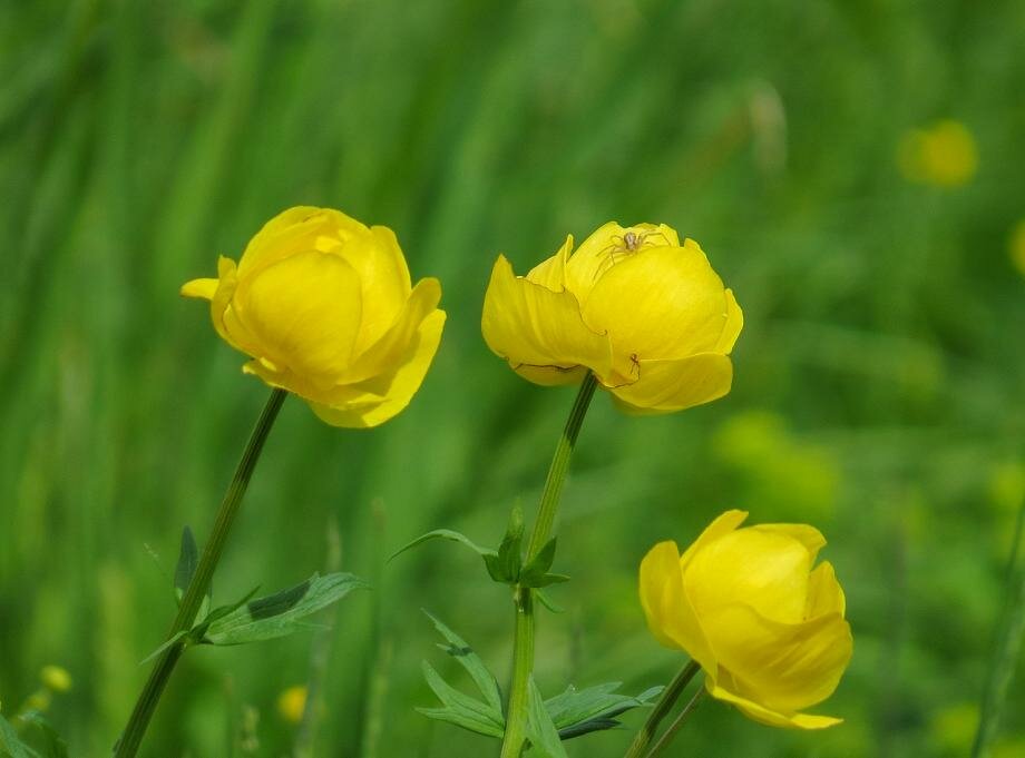 Италмас вакансии. Купальница (Trollius). Купальница европейская (Trollius europaeus). Купальница Луговая. Купальница Полевая.