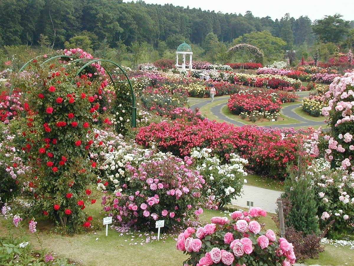 С чем посадить розы на клумбе фото