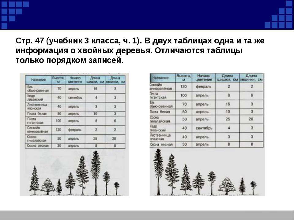 Число хвойных деревьев в парке. Хвойные деревья таблица. Хвойные деревья в Талице. Высота хвойных деревьев таблица. Таблица хвойные и лиственные деревья.