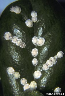 Florida wax scale (Ceroplastes floridensis) on Chinese holly (Ilex cornuta)