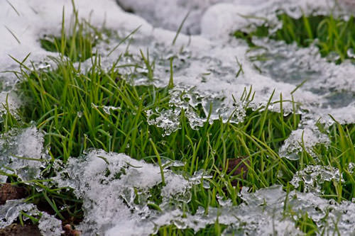 Вне зависимости от вида, газон под зиму требует обязательной правильной подготовки