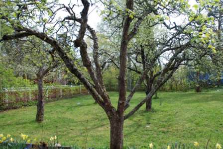 Особенности обрезки старых плодовых деревьев имеют очень серьезное значение
