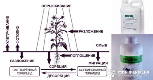 Чем полить дерево, чтобы оно погибло. Чем полить дерево, чтобы оно быстро засохло?