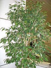 Ficus benjamina1.jpg