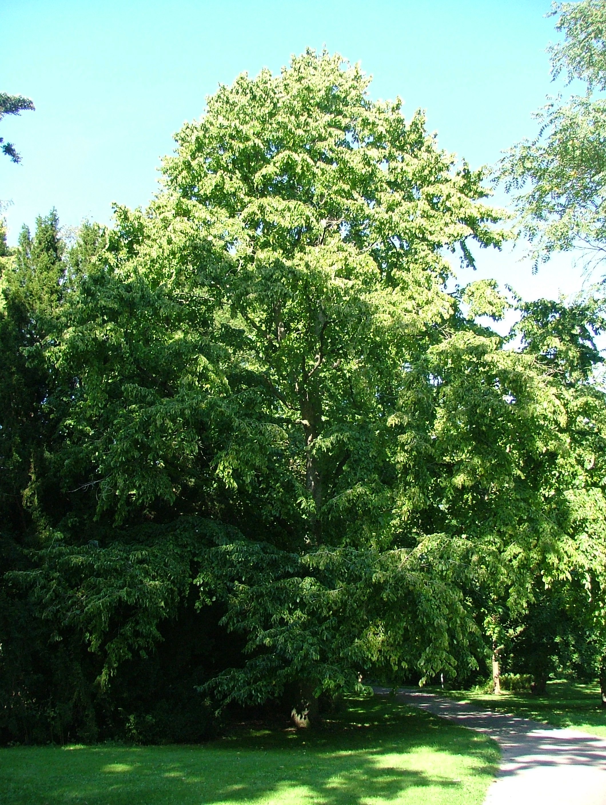 Фундук садовый дерево фото