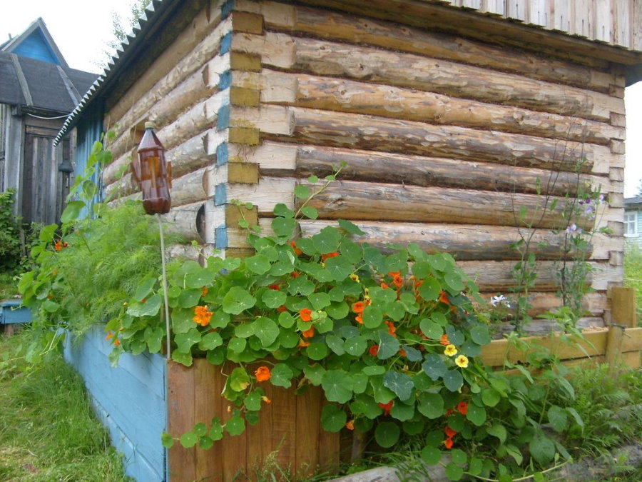 Идея украшения настурцией деревянного сарая на даче