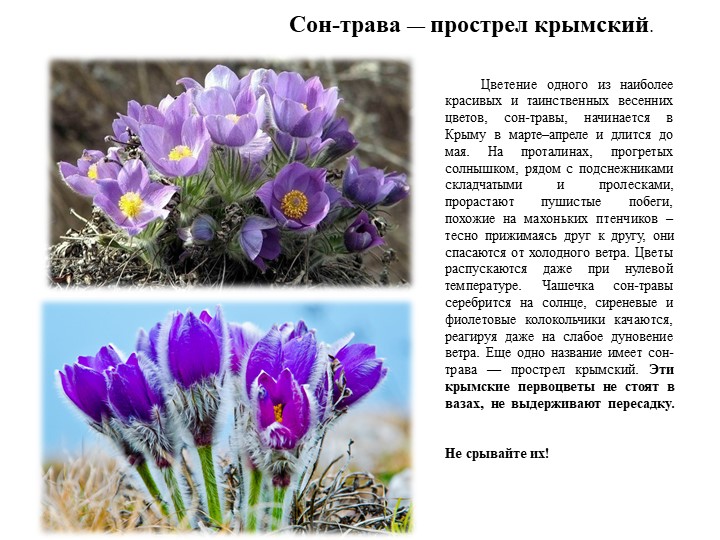 Крымские растения фото и названия и описание