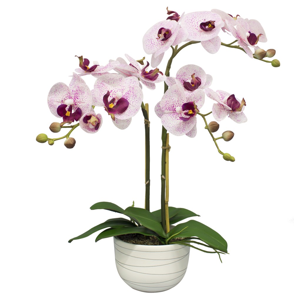 Орхидей купить интернет магазин почтой. Орхидея фаленопсис. Комнатный цветок Орхидея фаленопсис. Орхидея комнатная фаленопсис. Орхидея фаленопсис Каскад 1рр.