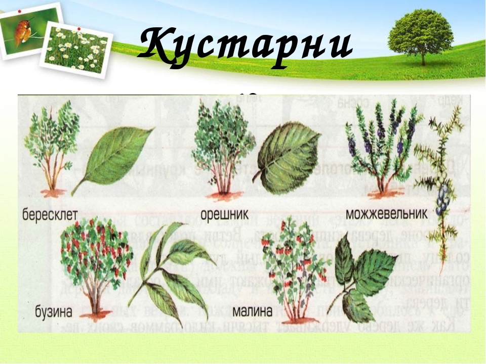 Кустарники в картинках для детей с названиями