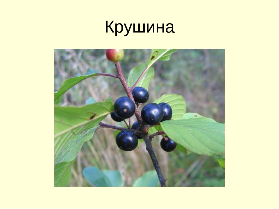 Крушина на латинском. Крушина ломкая куст с ягодами. Ягоды крушины съедобны. Крушина ломкая плоды. Кустарники Крушина дикорастущие.