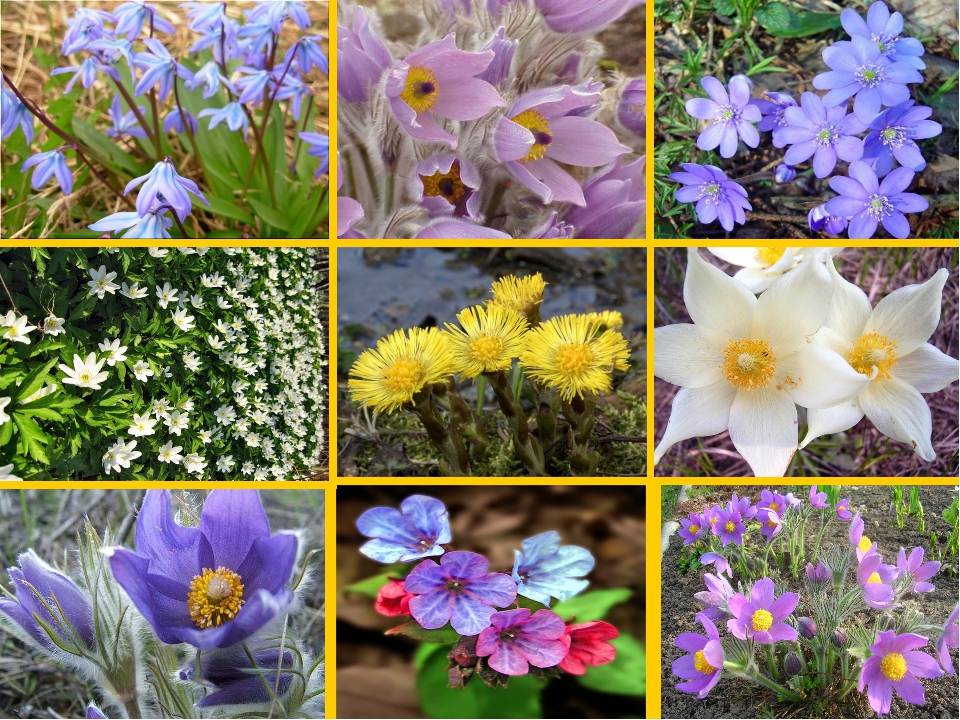 Определите несколько растений весенних цветников. Первоцвет фиалка луковичные. Первоцвет весенний. Первые весенние цветы названия.
