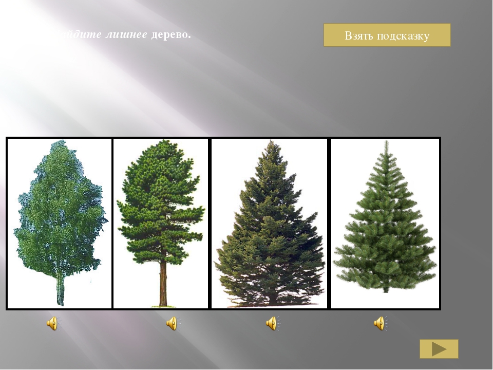 Лес сравнения. Хвойные деревья ель, сосна, кедр. Ель елка сосна кедр. Четвертый лишний хвойные деревья. Сосна хвойное или лиственное дерево.