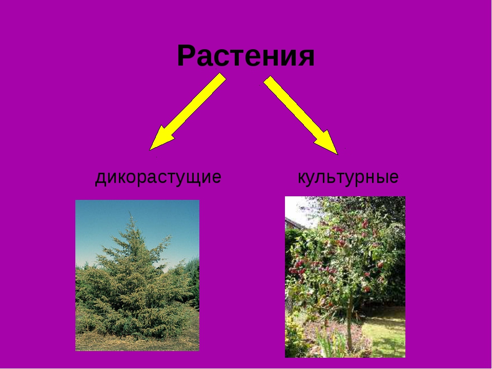 Культурные деревья. Дикорастущие растения 2 класс. Дикорастущие и культурные растения окружающий мир. Дикорастущие и культурные растения 2 класс.