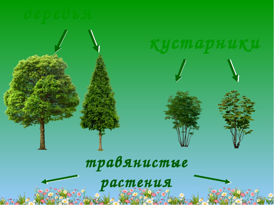 Деревья кустарники травы презентация для дошкольников