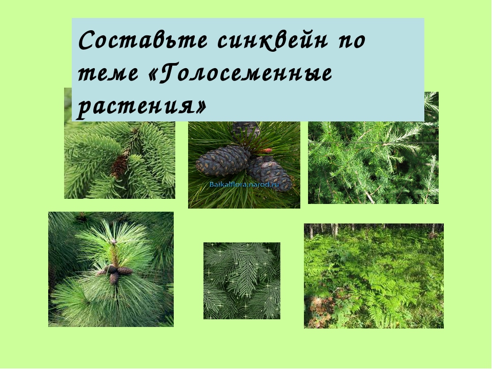 Хвойные растения в жизни человека и природе. Урок Голосеменные. Хвойные растения по биологии. 3 Вида хвойных растений. Хвойные растения 5 класс.