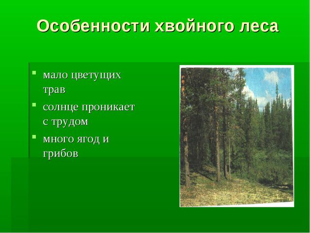 Какие растения характерны для елового леса. Хвойные леса характеристика. Особенности лесов. Особенности хвойного леса. Видовое разнообразие хвойного леса.