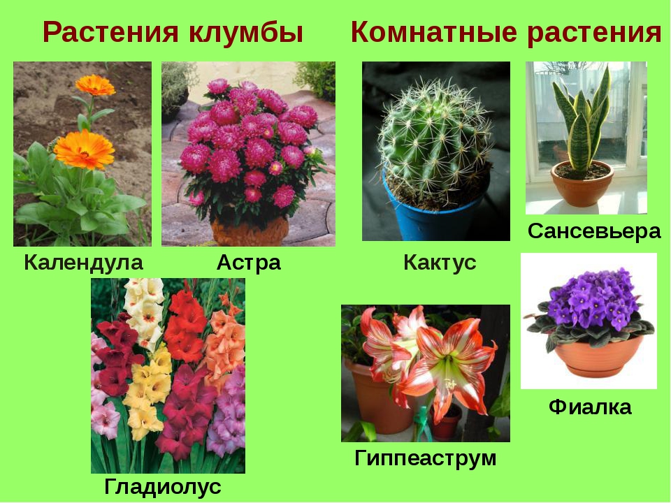 Сообщение на тему декоративные растения
