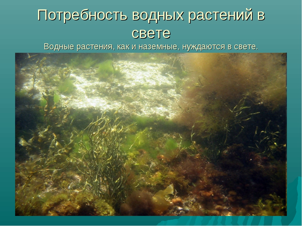 4 водная среда. Растения водной среды. Растения живущие в водной среде. Водная среда обитания растения. Водная среда жизни растения.