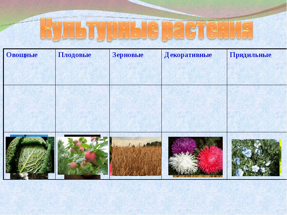 Декоративные культурные растения какие. Овощные плодовые зерновые декоративные прядильные. Декоративные прядильные растения. Декоративные и прядильные культурные растения. Культурные растения овощные прядильные.