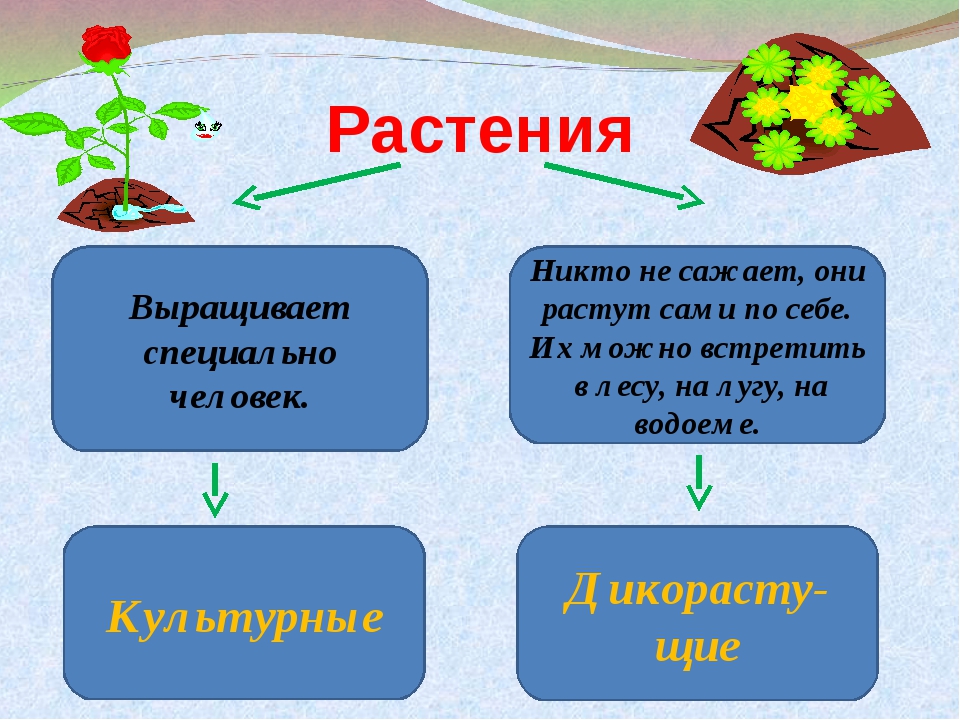 3 растения. Части культурных растений. Культурные растения в жизни человека. Растения которые одевают человека. Какие растения растут сами по себе.