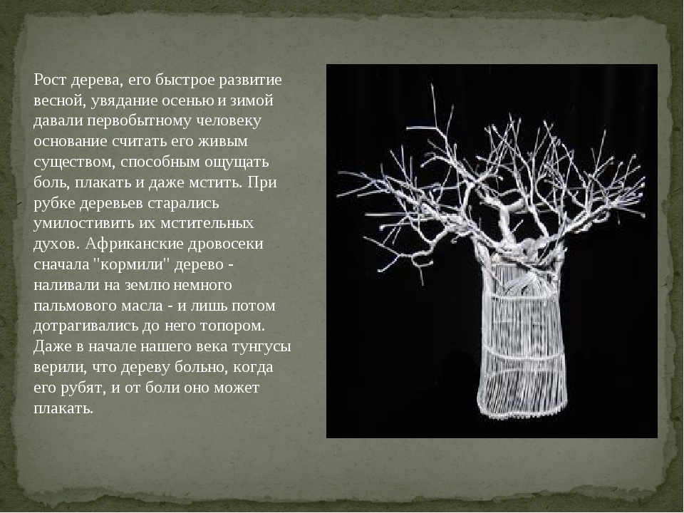 Рост древесины. Дерево что оно дает человеку. Деревья чувствуют боль. Дерево ним научные исследования. Дерево и рост цитаты.