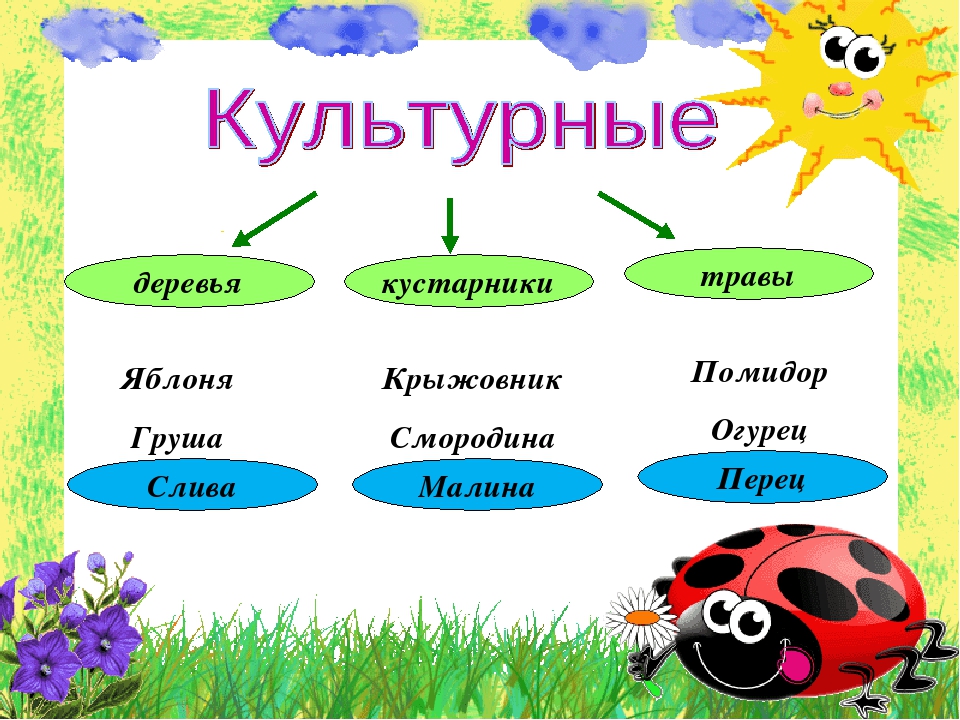 Растения примеры 2 класс окружающий мир. Культурные деревья. Культурные травы. Культурные травянистые растения. Культурные растения деревья.