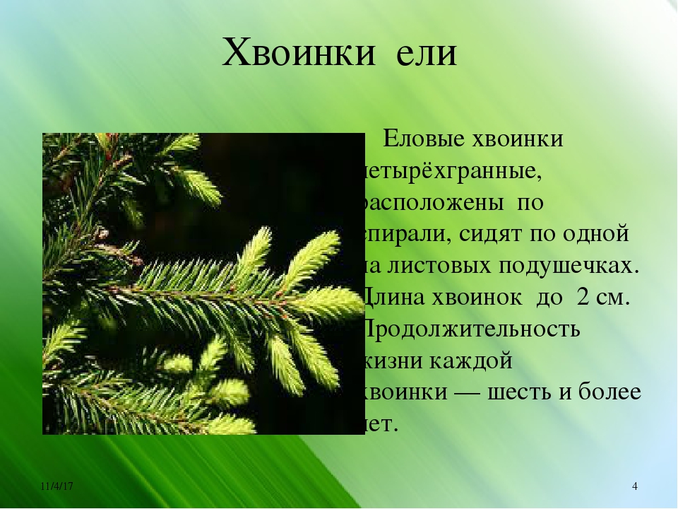 Хвоя сосны и ели. Ель хвоинки описание. Четырехгранные хвоинки. Функция хвоинки. Строение хвоинки ели.