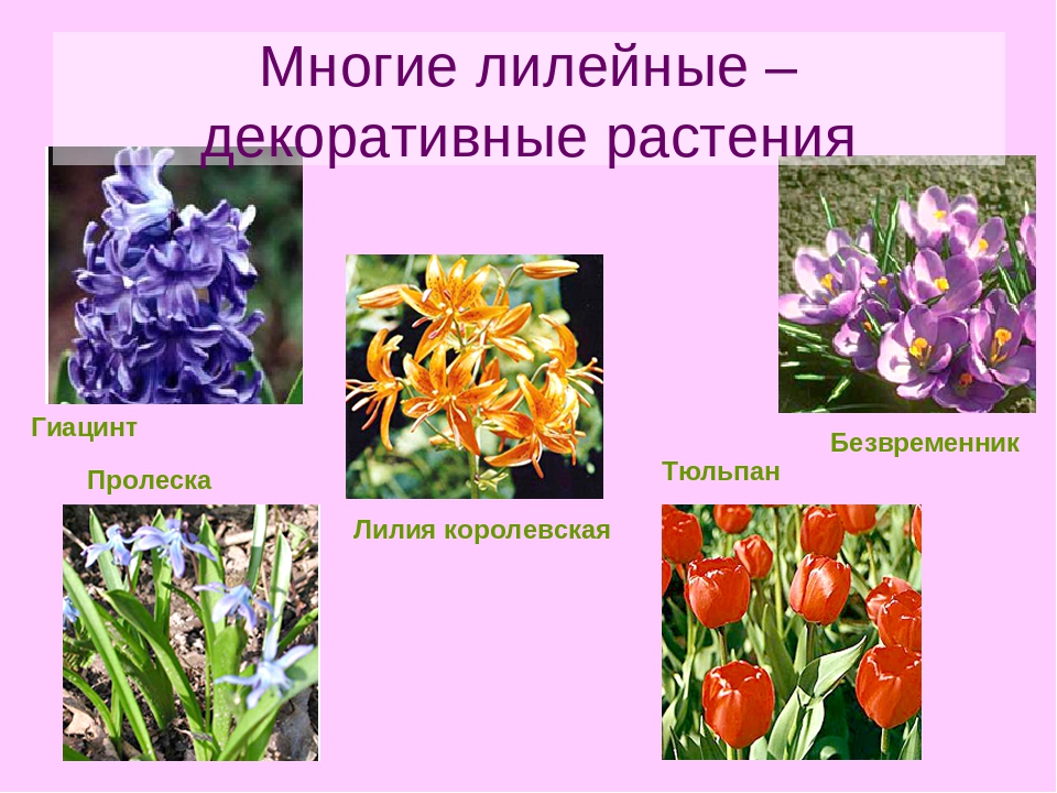 Три примера лилейных. Декоративные растения семейства Лилейные. Однодольные Лилейные растения. Однодольные растения семейства Лилейные. Лилейные медоносы.