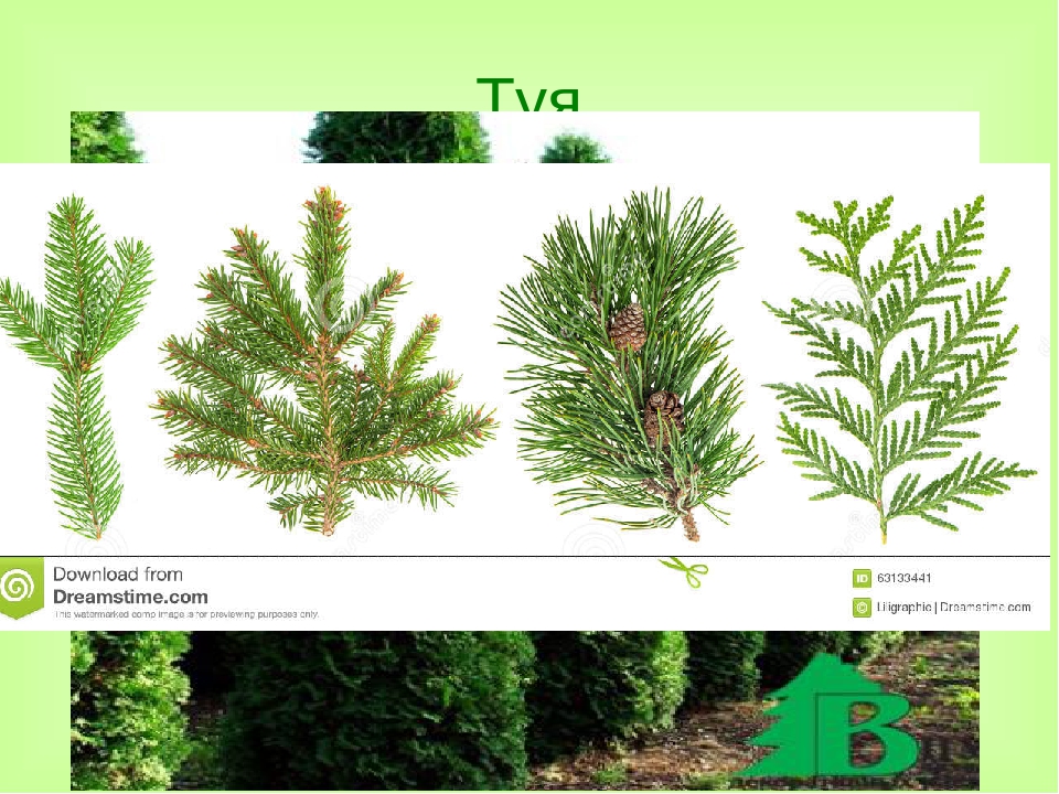 Хвойные деревья и кустарники названия и фото