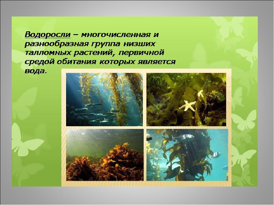 Картинки водоросли 3 класс