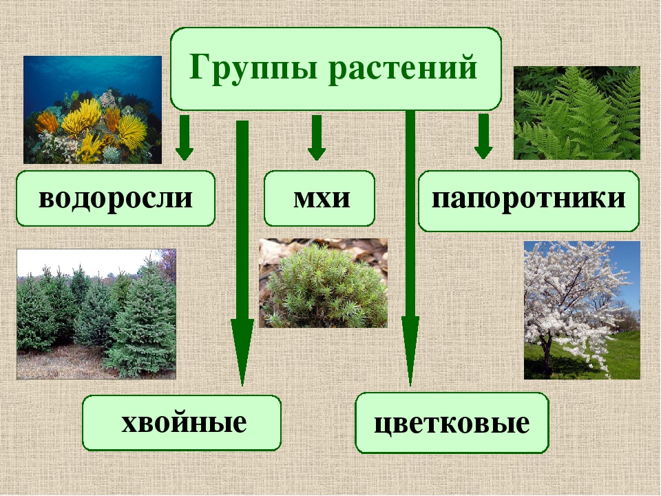 5 основных групп растений. Группы растений. Виды растений. Разнообразие растений. Растения по группам.