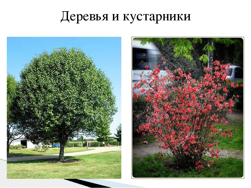Деревья и кустарники москвы фото и названия