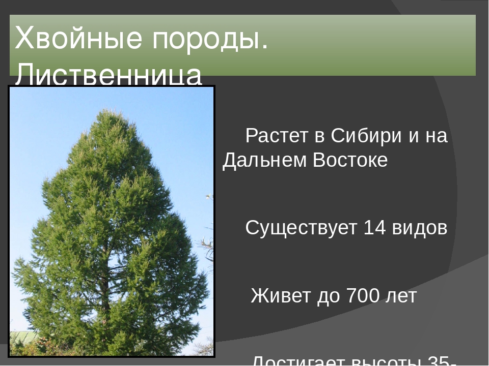 Хвойные породы россии. Хвойные породы. Хвойные породы деревьев. Породы деревьев в Сибири. Сибирские хвойные породы.