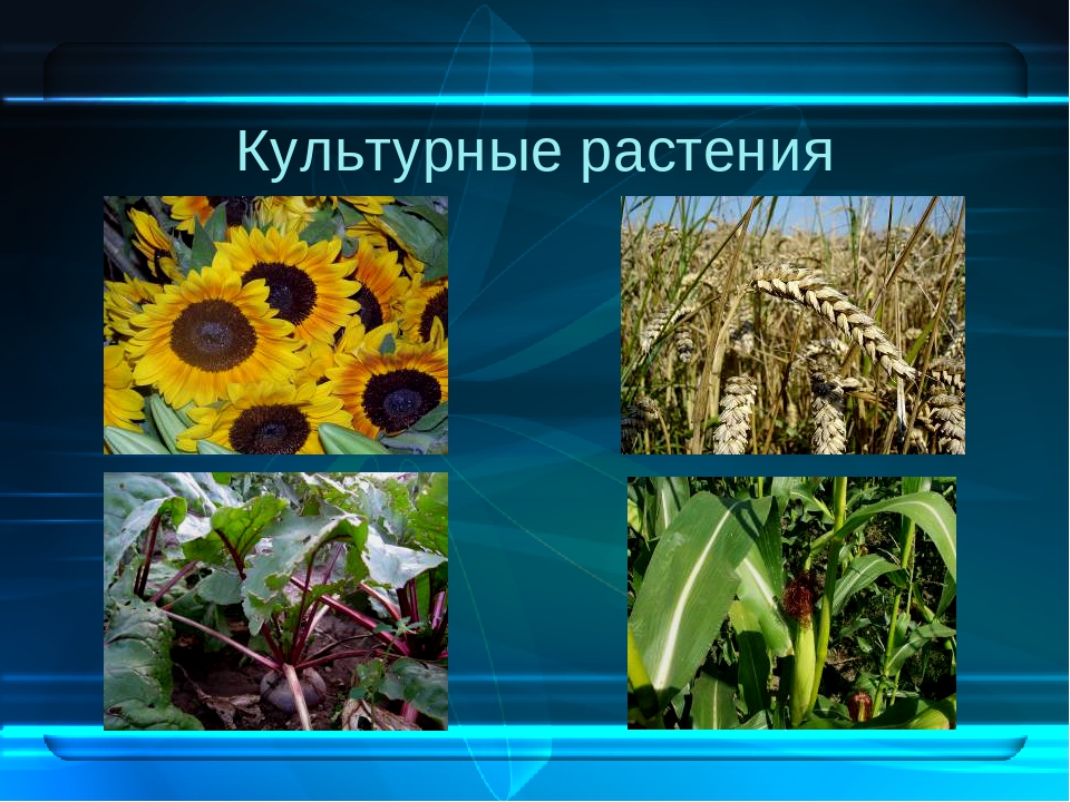 Презентация про культурные растения