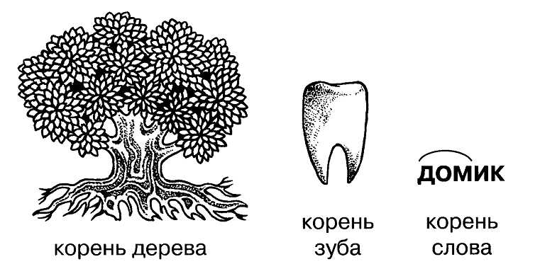 Зубами корень слова. Корни дерева. Изображение дерева с корнями. Дерево с корнями рисунок. Корни зуба и корни дерева.