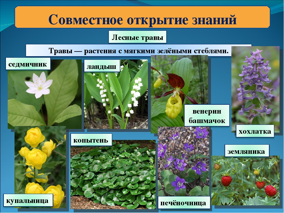 Название растений леса. Травянистые растения Лема. Лесные растения названия. Травы леса названия. Лесные травы названия.