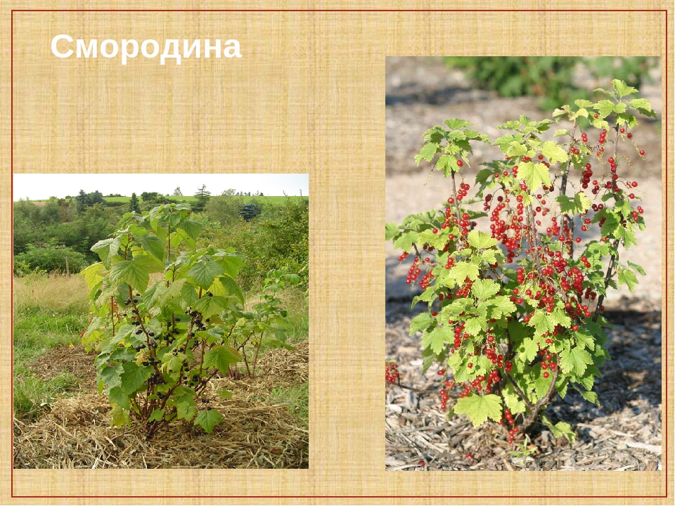 5 кустарников. Дикорастущие кустарники названия. Кустарники нашего края. Дикорастущие кустарники и культурные кустарники. Культурно растущие кустарники.