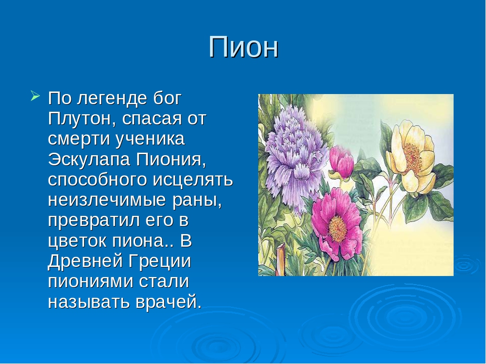 Интересные факты о пионах в картинках с описанием