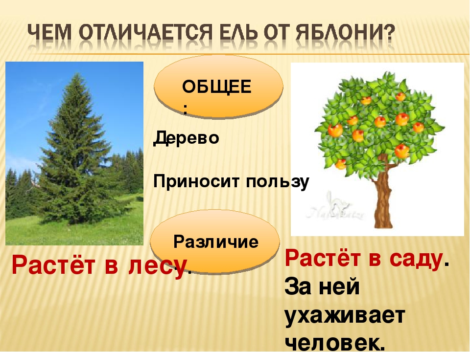 Какое дерево относится к. Дикорастущие деревья 2 класс. Деревья дикорастущие и культурные 2 класс. Культурные деревья 2 класс. Культурные растения деревья 2 класс.