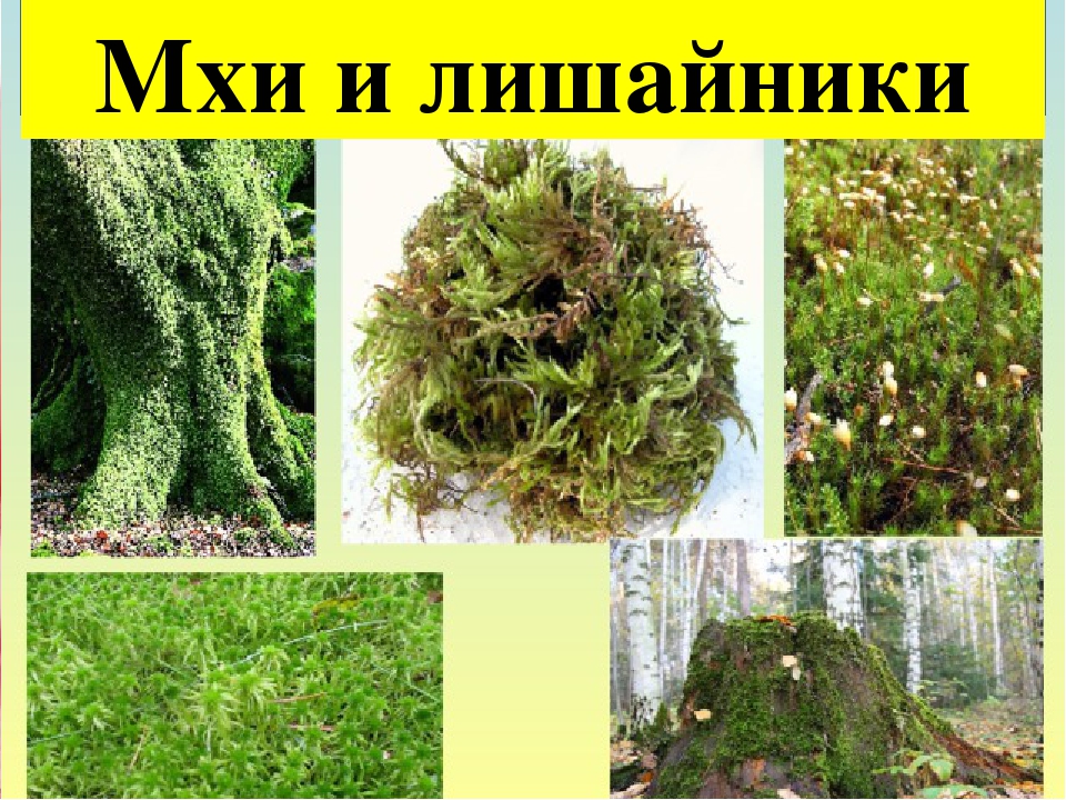Сфагнум примеры. Лишайник сфагнум. Моховидные растения сфагнум. Мхи и лишайники в лесах Урала. Мхи плауны лишайники листостебельные.