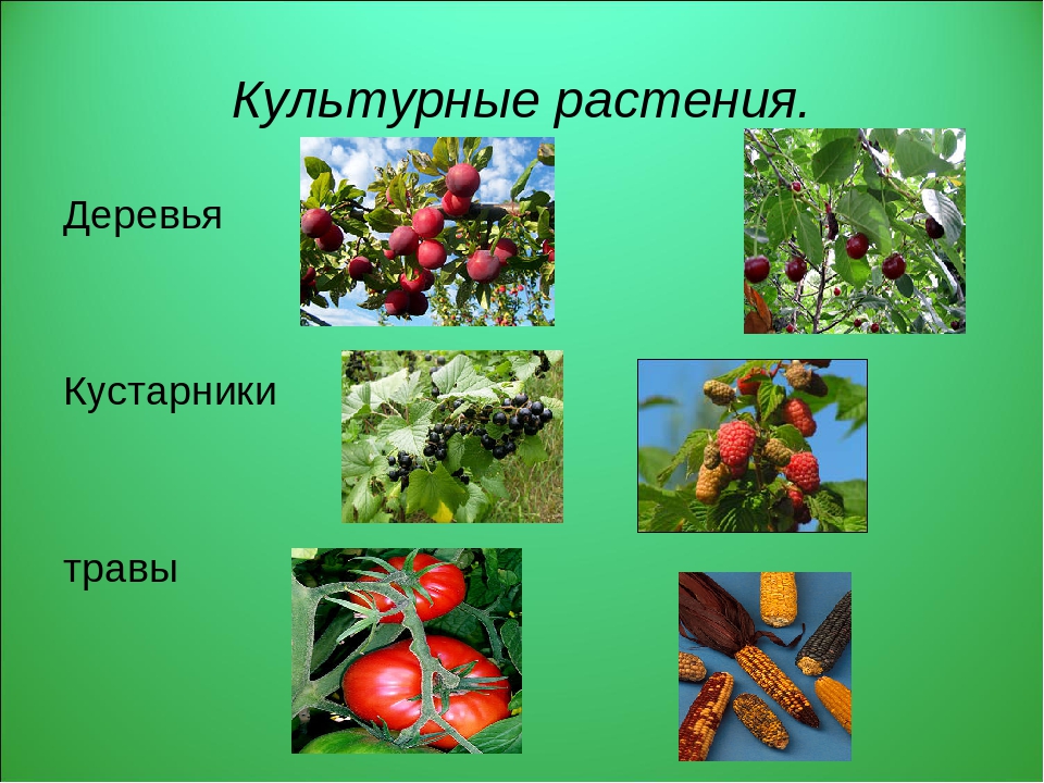 Какие растения выращивают в московской области. Культурные растения. Культурные деревья. Культурные травы. Дикие и культурные растения.