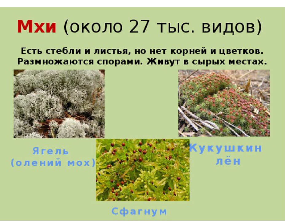 Примеры группы мхи. Олений мох сфагнум. Моховидные растения ягель. Мхи названия растений. Мхи представители названия.
