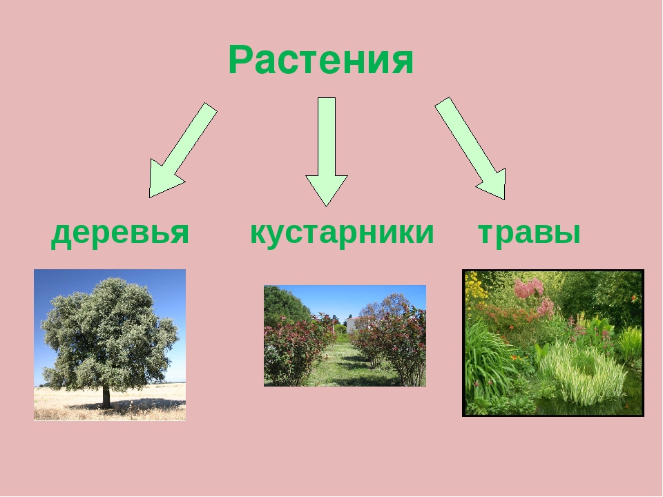 Группы растений. Деревья кустарники травы. Три группы растений. Растения делятся на группы деревья кустарники травы.