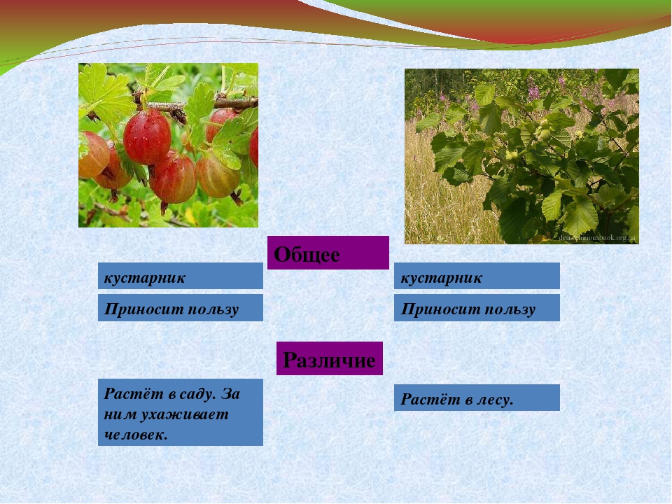 Примеры кустарников. Культурные кустарники. Кустарники дикорастущие и культурные. Дикорастущие и культурные растения кустарники. Дикорастущие деревья и кустарники.