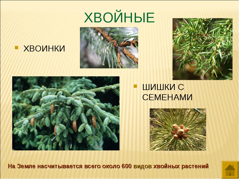 Три примера хвойных. Разнообразие хвойных. Разновидности хвойных растений. Многообразие представителей хвойных растений. Хвойные растения 3 класс окружающий мир.