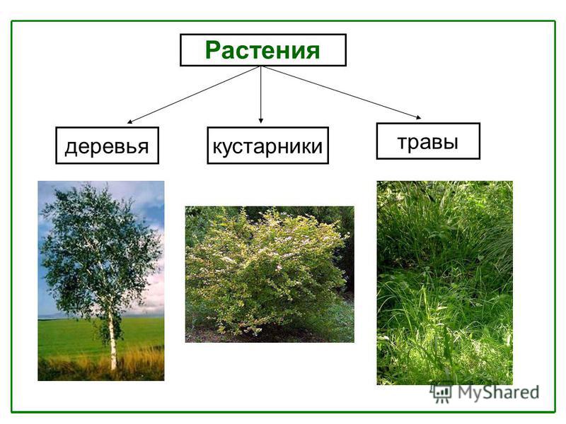 Растения деревья кустарники