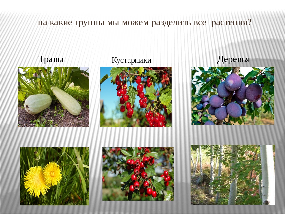 Какие растения выращивают в московской области. Дикорастущие и культурные растения. Культурные травянистые растения. Дикорастущие и культурные растения кустарники. Дикорастущие растения и культурные растения.