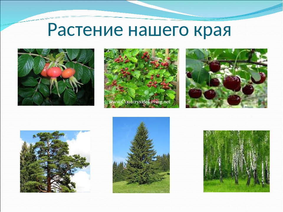 Растения родного края названия. Растения нашего края. Растения родного края. Растительность нашего края. Растительный мир нашего края.