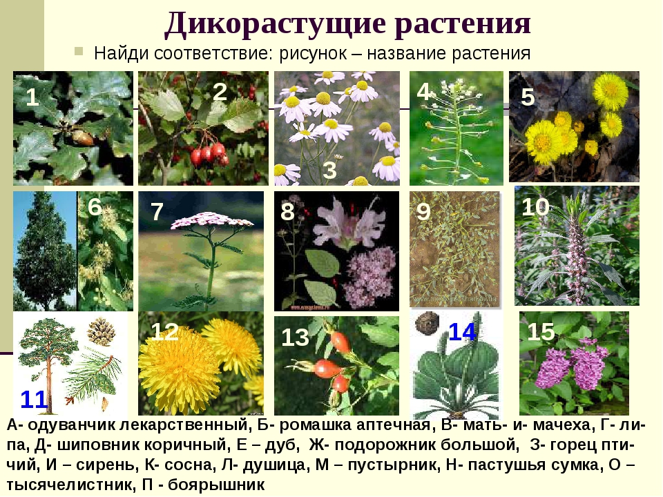 Дикорастущие растения фото с названиями