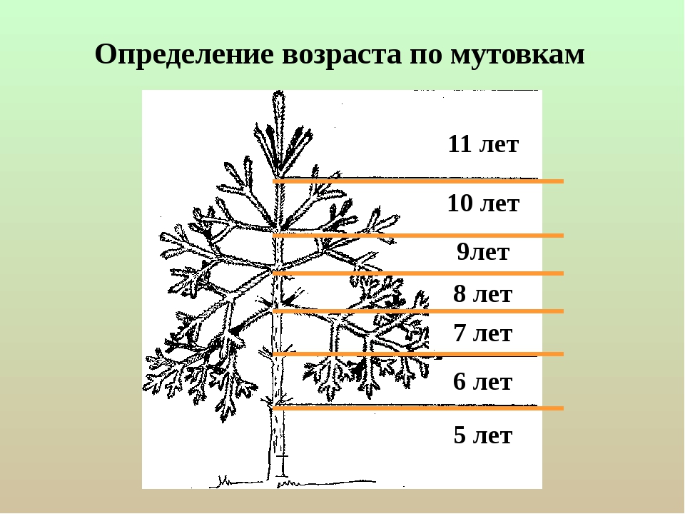 Примерная высота сосны